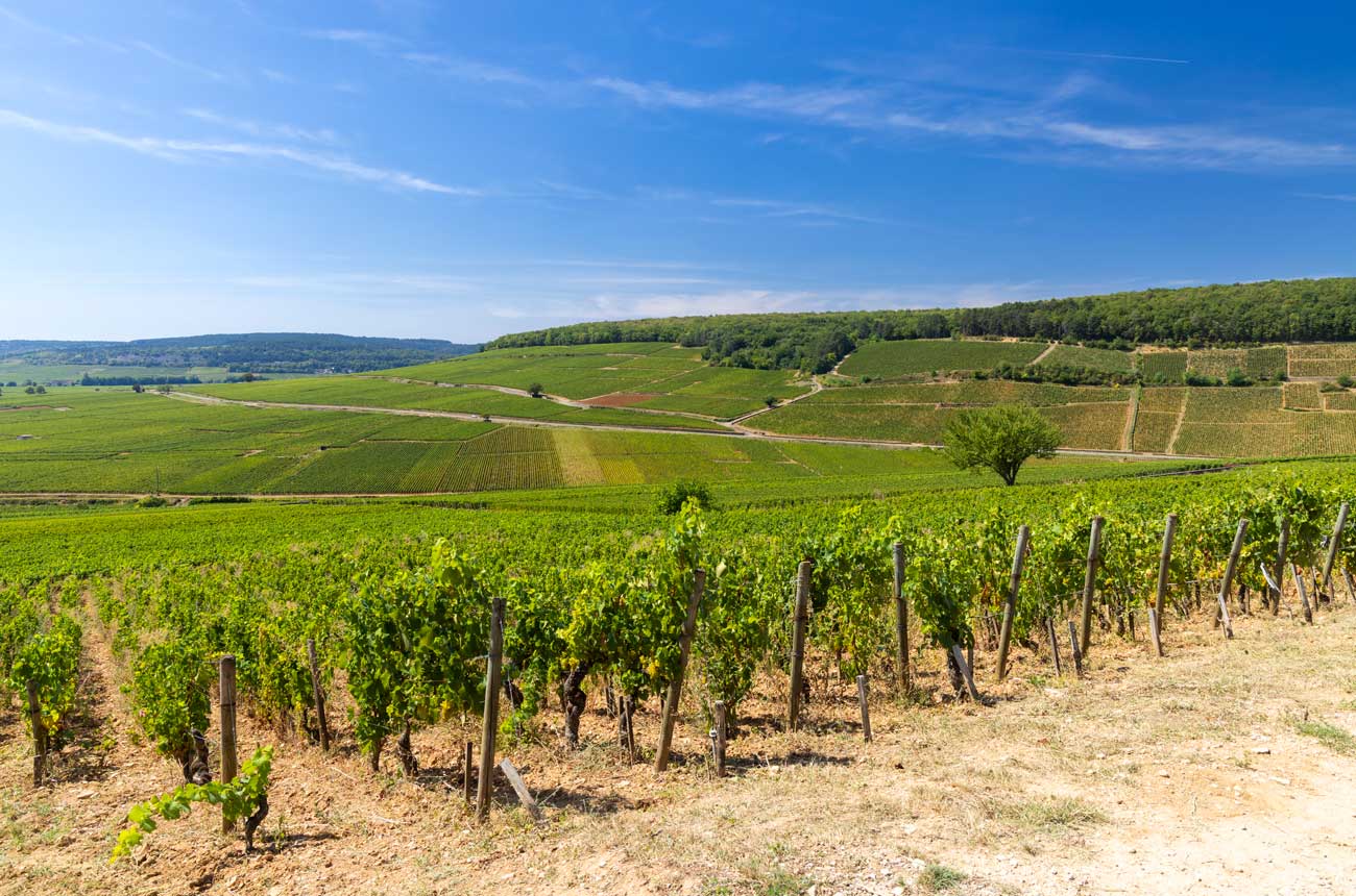 2023 Burgundy Basic Report on Decanter Premium