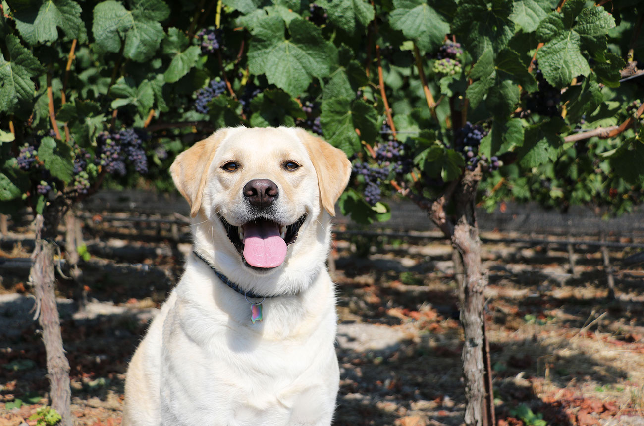 Canines sniff out vineyard diseases and pests in trials